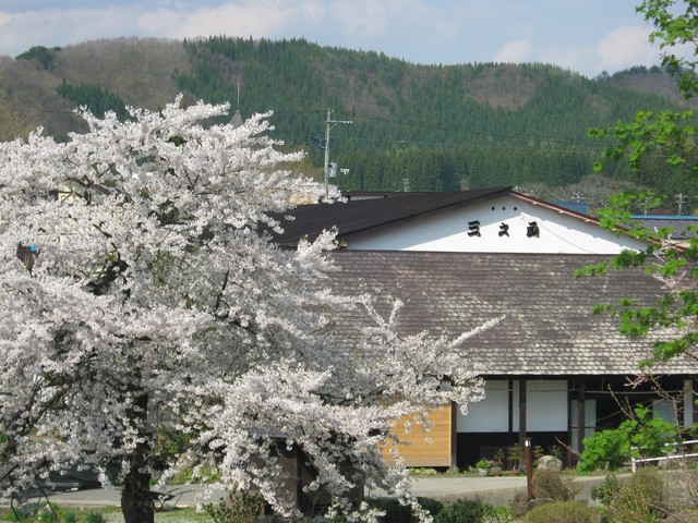 赤倉温泉の桜の開花時期は平野部よりも遅く、例年5月初旬～中旬頃に満開となります。ゆっくりお花見を楽しむことができます。